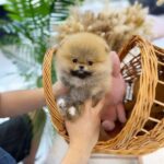 pomeranian puppies for sale