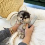 pomeranian puppies for sale